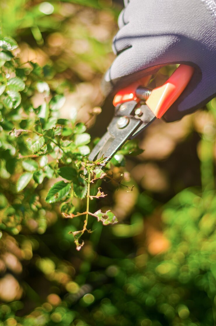 eine-frau-in-grauen-handschuhen-mit-gartenschere-schneidet-die-kranken-rosen-in-hoher-qualitaet_1239079-614